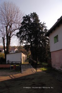 cis w Piechowicach