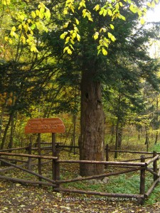 pień cisa Bolko