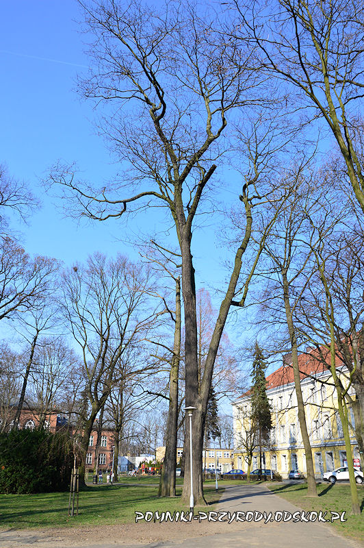 Park Miejski w Lesznie - iglicznia trójcierniowa wczesną wiosną