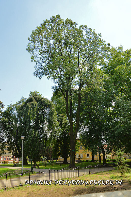 Park Miejski w Lesznie - jesion wyniosły