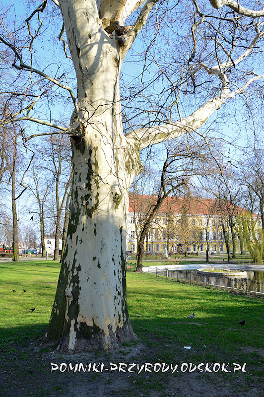 Park Miejski w Lesznie - pień okazałego platana