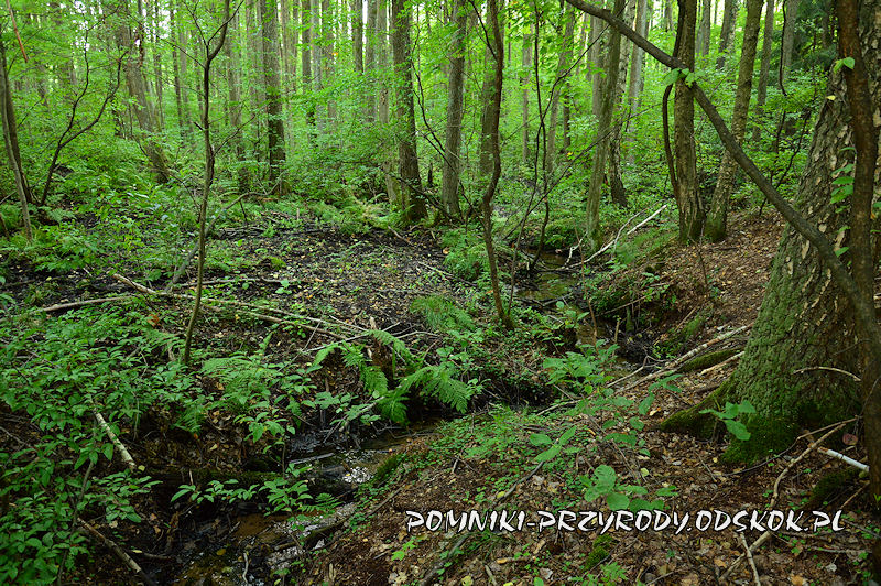 4. Leśne Źródlisko w Ochli - las olszowy