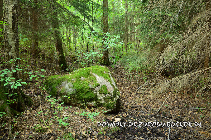 Leśne Źródlisko w Ochli - głaz narzutowy
