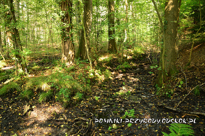 Leśne Źródlisko w Ochli - podmokły teren na trasie ścieżki edukacyjnej