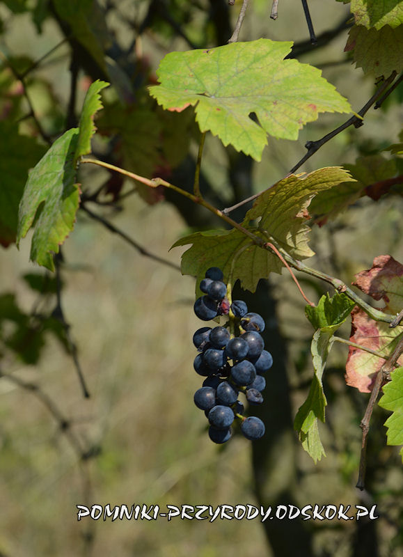 owoce winorośli ze stanowiska nr 2