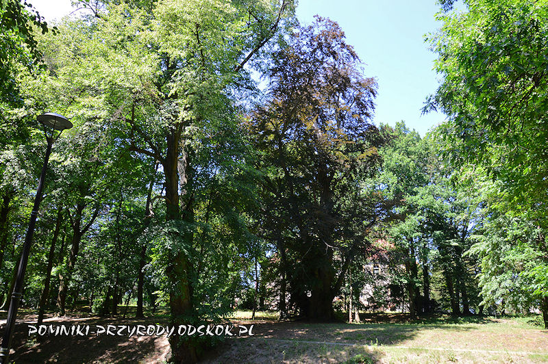 pomnikowy buk rosnący w parku w Kargowej