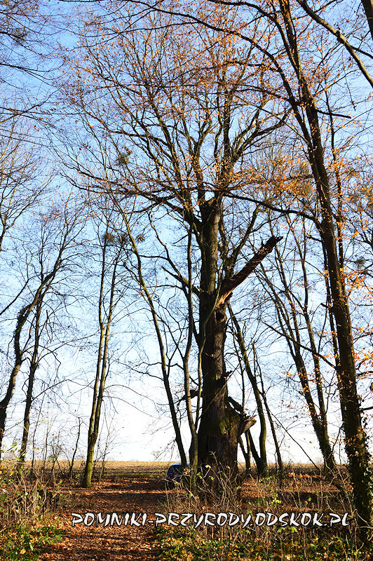 Szydłowiec Śląski - okazały dąb o obwodzie 677 cm