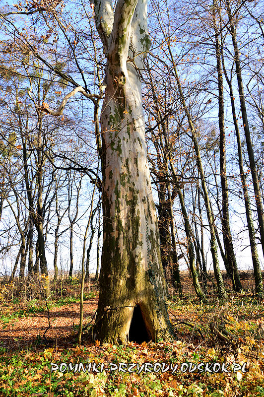 Szydłowiec Śląski - pień pomnikowego platana klonolistnego o obwodzie 521 cm