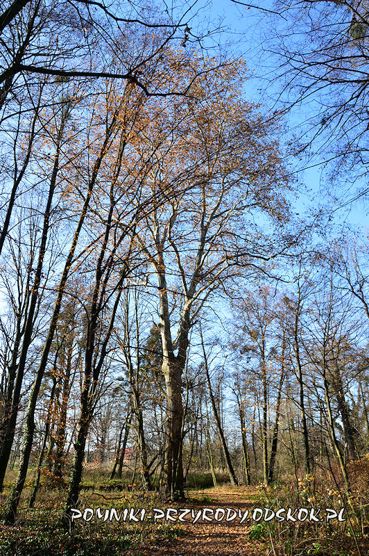 Szydłowiec Śląski - pomnikowy platan klonolistny o obwodzie 521 cm