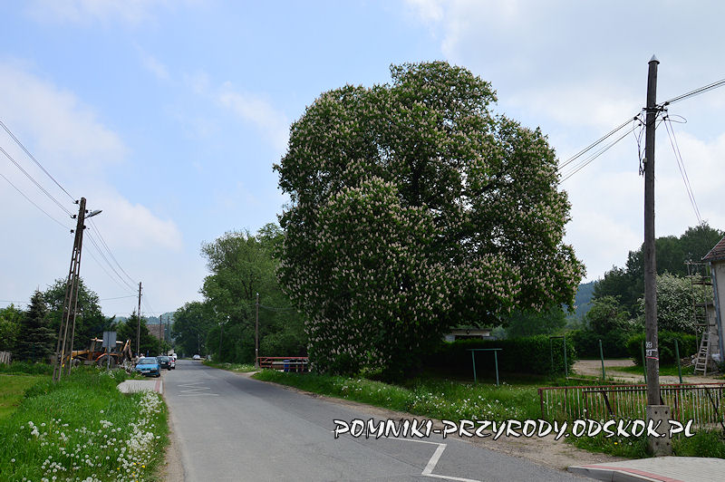 Lubiechów - pomnikowy kasztanowiec w okresie kwitnienia