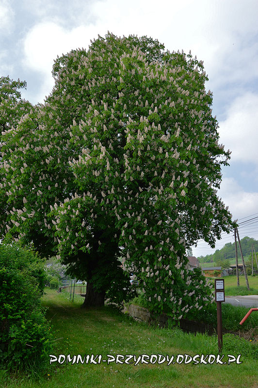 Wałbrzych Lubiechów - kwitnący pomnikowy kasztanowiec