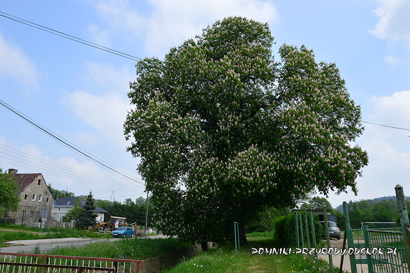 Wałbrzych Lubiechów - pomnikowy kasztanowiec w okresie kwitnienia