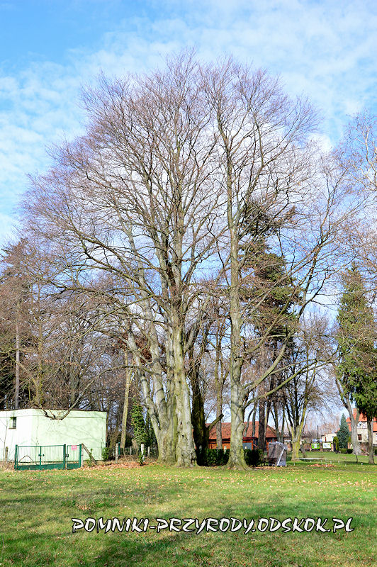park w Dalkowie - grupa pomnikowych buków wczesną wiosną