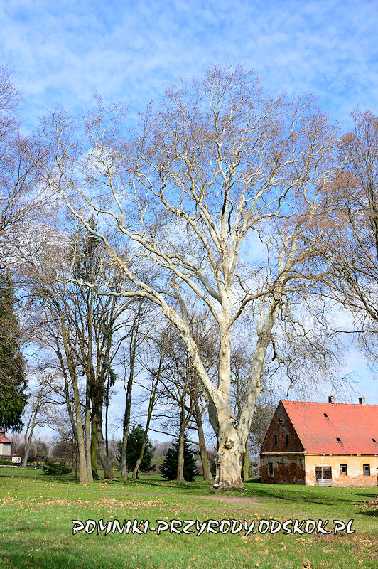 park w Dalkowie - pomnikowy platan wczesną wiosną