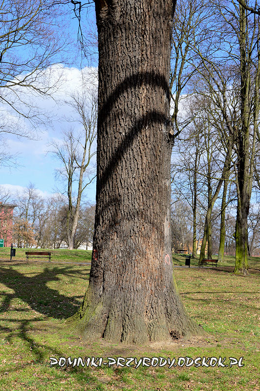 Park Leśny w Głogowie - pień pomnikowego dębu