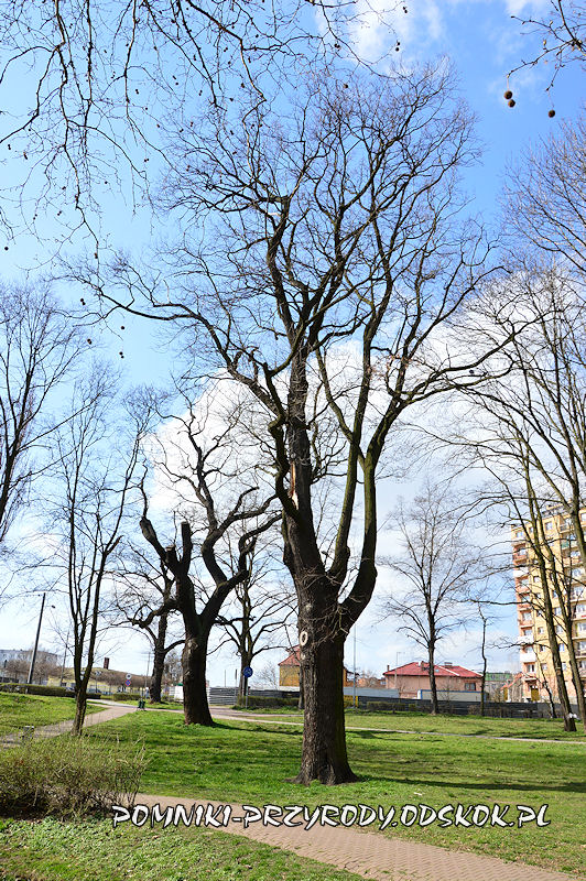 Park nad Strumykiem w Głogowie - pomnikowe dęby