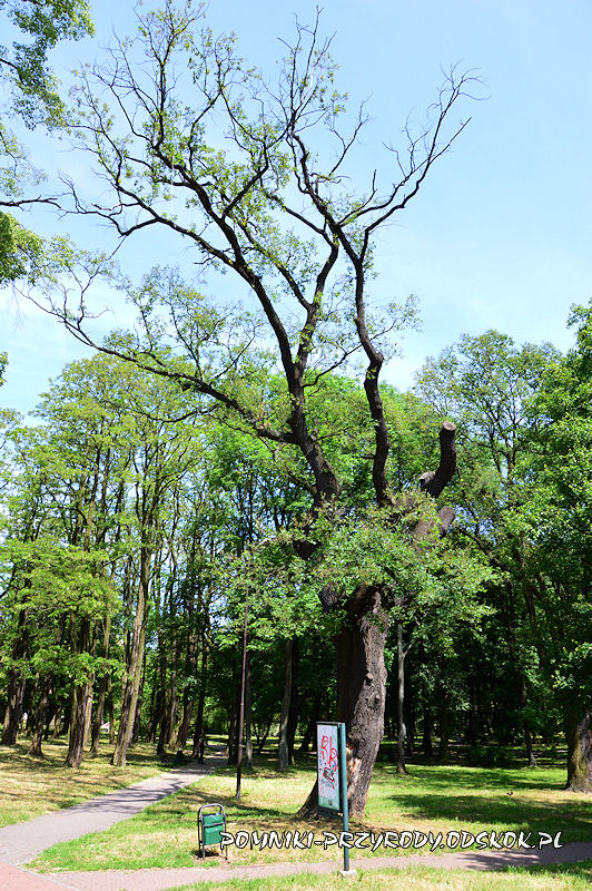 Park nad Strumykiem w Głogowie - pomnikowy dąb Kacper latem