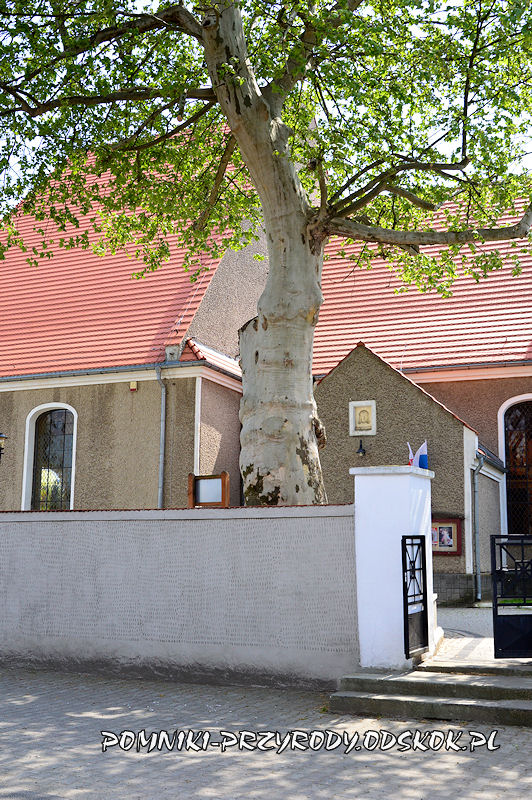 pomnikowy platan przy bramie wejściowej do kościoła w Kunicach