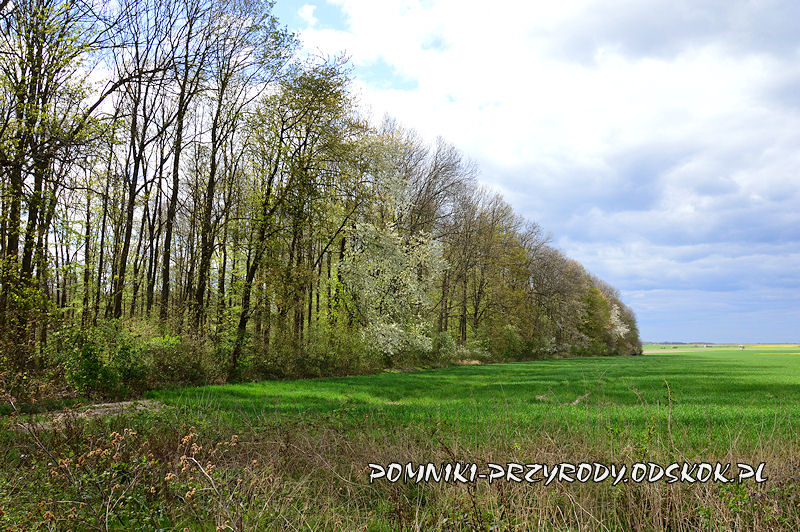 Polkowskie - fragment lasu z pomnikowymi czereśniami
