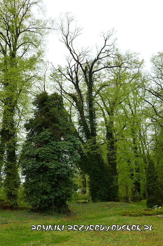 pomnikowe drzewa na cmentarzu w Gręboszowie