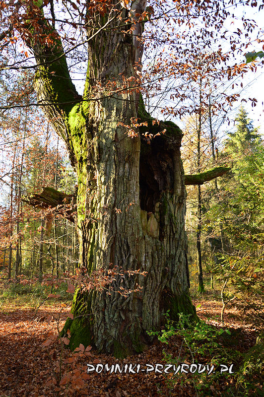 las k. Drołtowic - pień pomnikowego dębu nr 2.