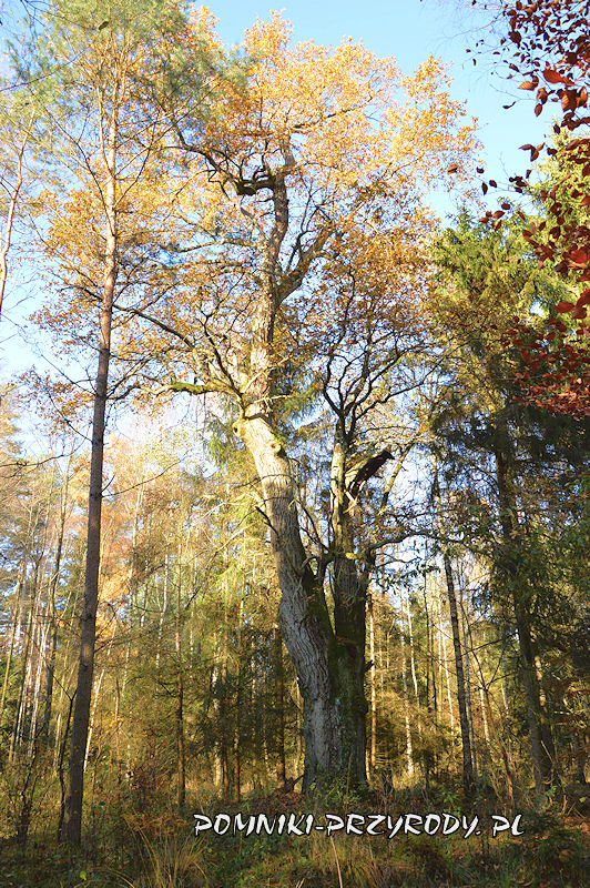 las k. Drołtowic - pomnikowy dąb nr 1.