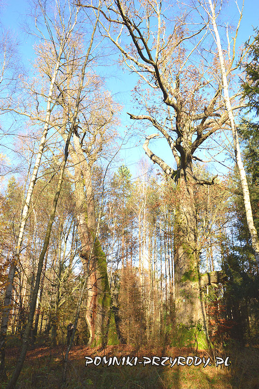 pomnikowe dęby w lesie koło Drołtowic