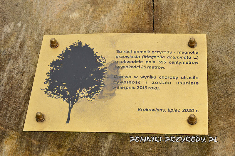 Krakowiany - tabliczka na pniu ściętej magnolii