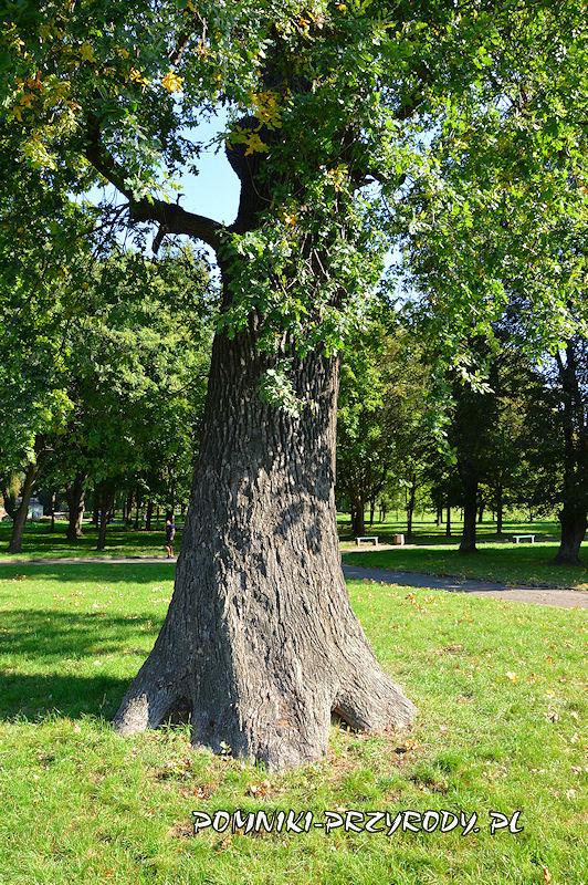 park przy Termach Jakuba w Oławie - pień pomnikowego dębu nr 2