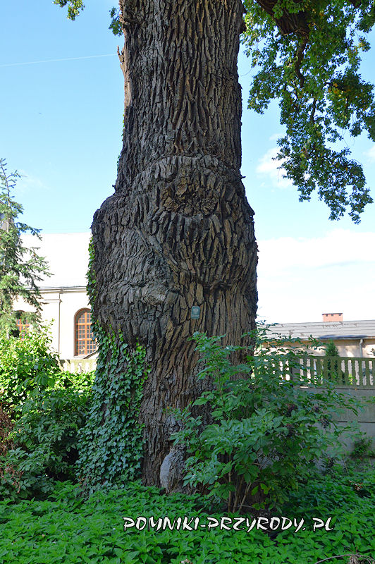 pień pomnikowego dębu o obwodzie 565 cm na terenie klasztoru w Warcie
