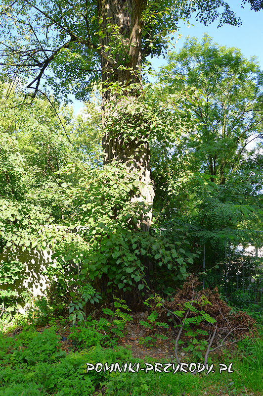 pień pomnikowej lipy rosnącej przy północnym ogrodzeniu klasztoru w Warcie