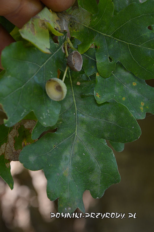 liście i szypułki dębu Bartek z Kotwasic
