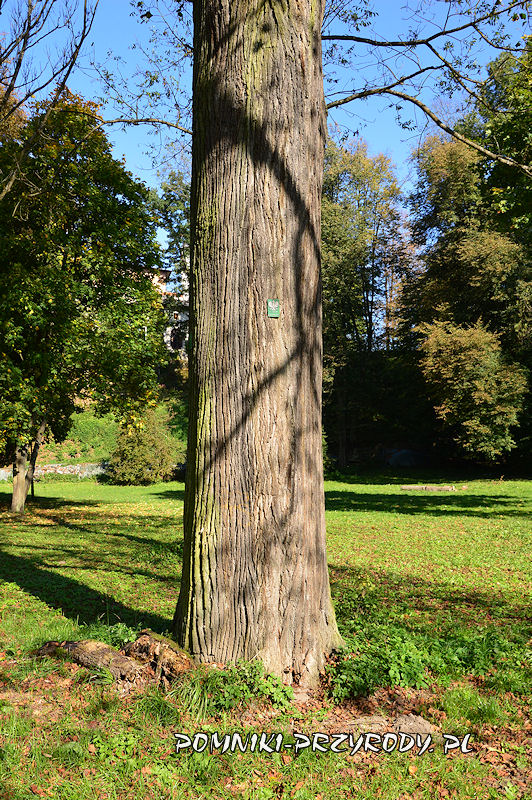 park przy zamku w Korzkwi - pień pomnikowej lipy szerokolistnej