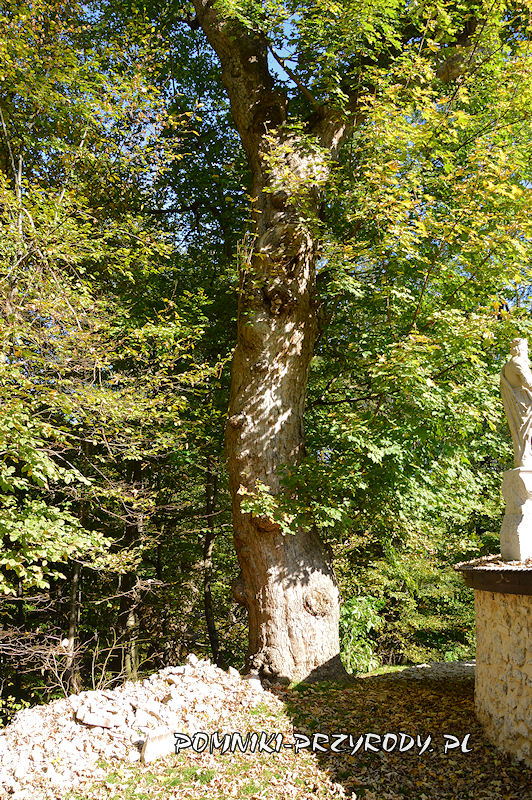 pomnikowy jawor przed wejściem na teren Pustelni w Grodzisku