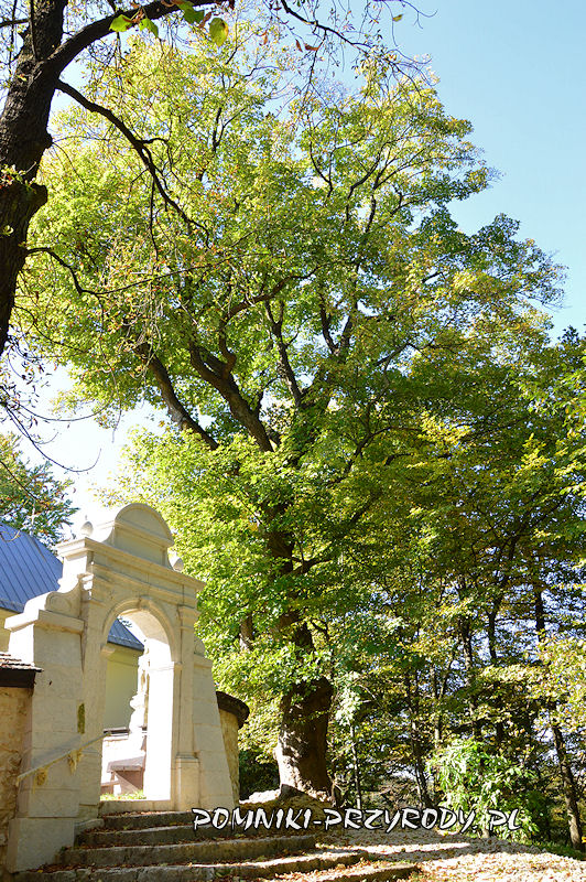 pomnikowy jawor przed wejściem na teren kościoła NMP w Grodzisku