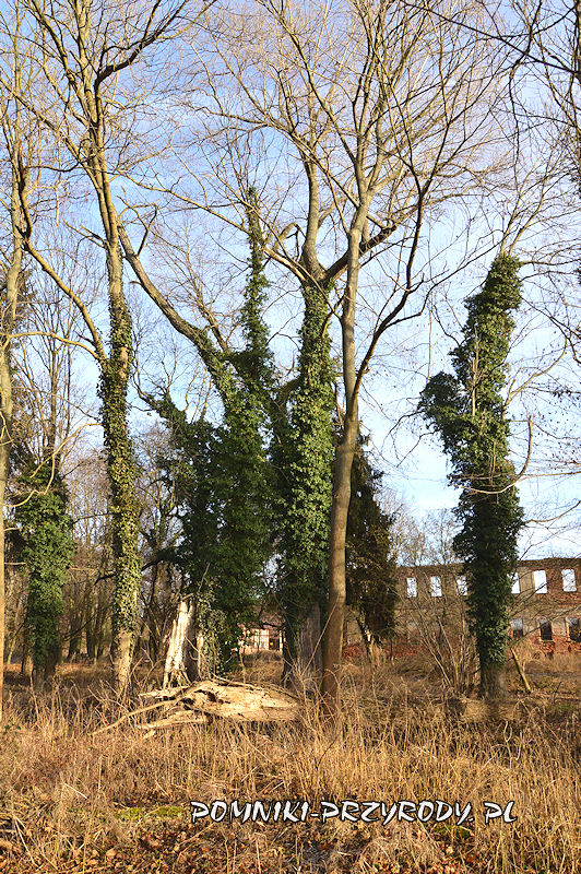 Moczydlnica Klasztorna - fragment parku przy pałacu