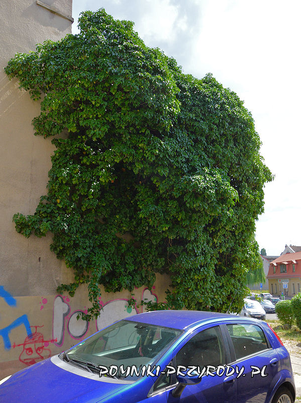 Zielona Góra - bluszcz na ścianie budynku przy ul. Ciesielskiej