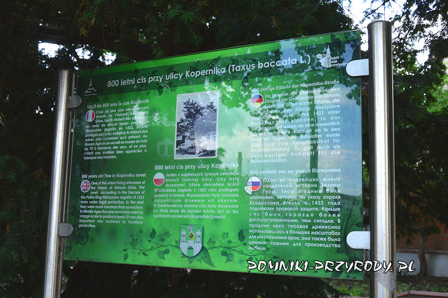 tablica przed pomnikowym cisie w Zielonej Górze