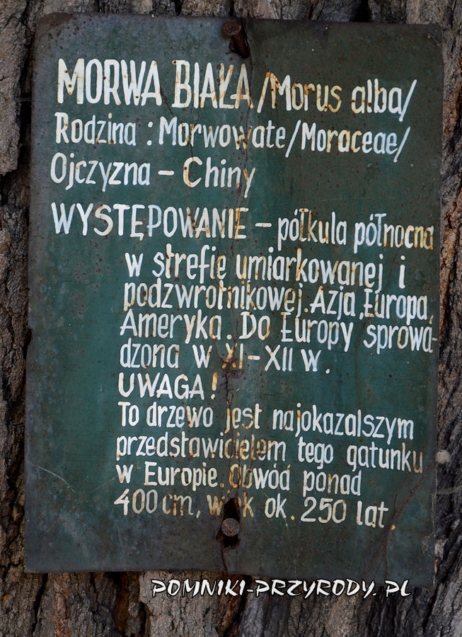 tabliczka informacyjna na morwie w Sulechowie