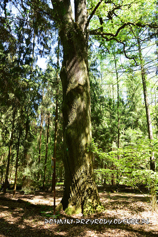 las k. Pomorska - pierwszy z pomnikowych dębów