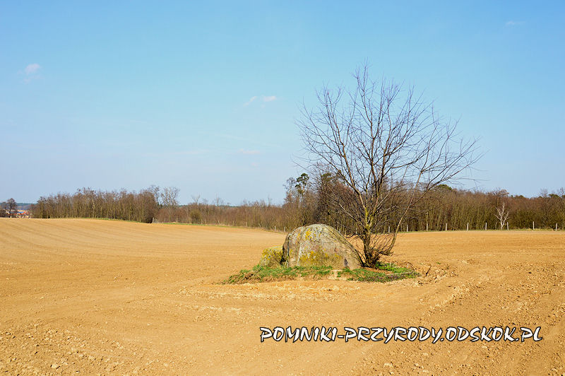 Jezierzyce w gminie Śmigiel - pomnikowy eratyk