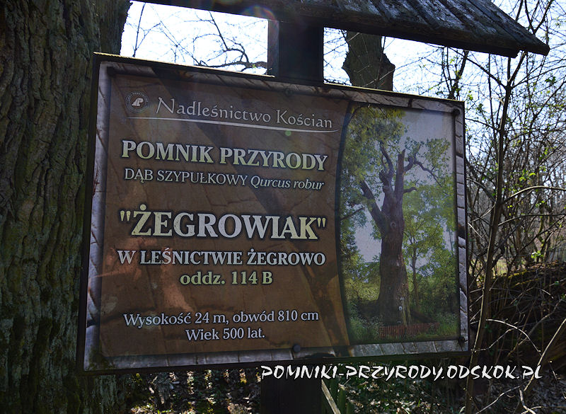 tablica przed dębem Żegrowiak