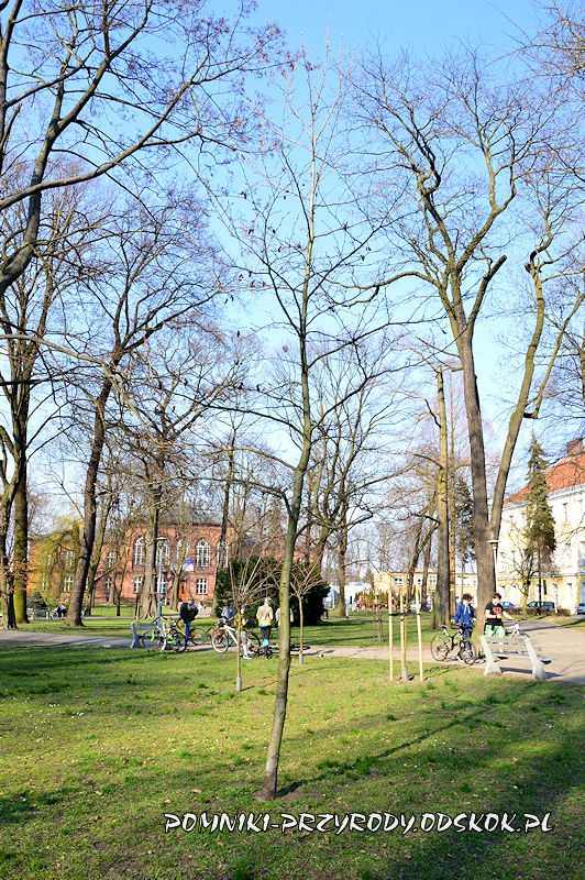 Park Miejski w Lesznie - ambrowiec amerykański wczesną wiosną