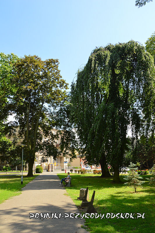 Park Miejski w Lesznie - buk w odmianie Pendula i klon w odmianie purpurowej