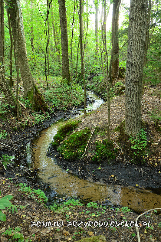 Leśne Źródlisko w Ochli - meandrujący strumień