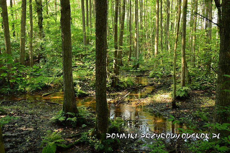 Leśne Źródlisko w Ochli - okolice ujścia strumienia do stawu