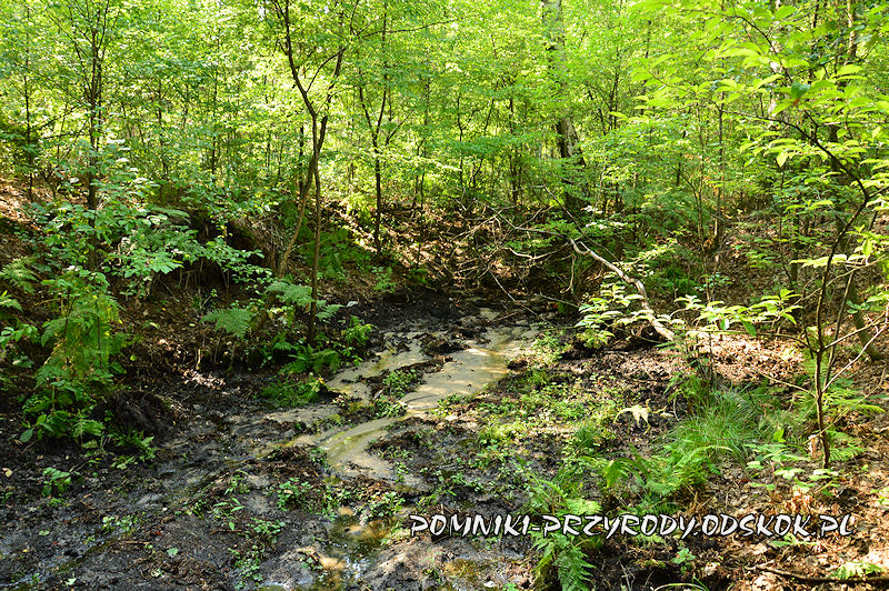 Leśne Źródlisko w Ochli - źródło głównego strumienia