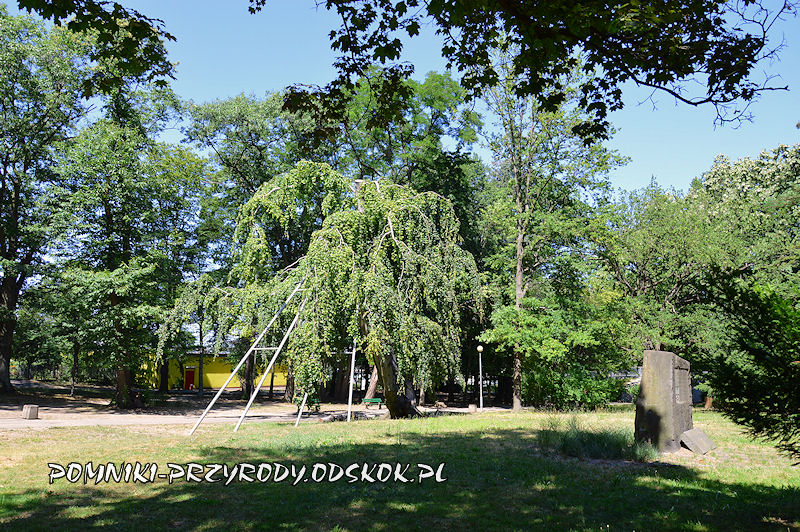 otoczenie pomnikowego głazu I w Parku Piastowskim w Zielonej Górze