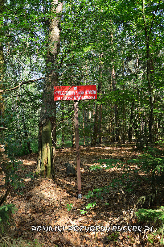 tablica przy pomniku przyrody Długosz Królewski