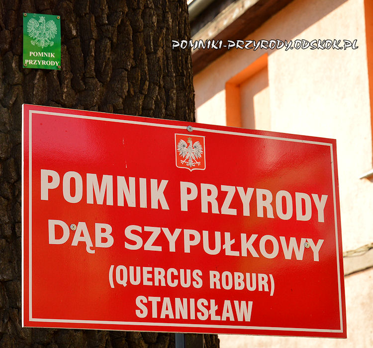 tablica przy dębie Stanisław